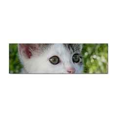 Young Cat Bumper Sticker 10 Pack by Siebenhuehner