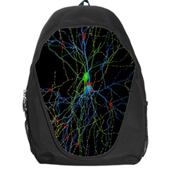 Synaptic Connections Between Pyramida Neurons And Gabaergic Interneurons Were Labeled Biotin During Backpack Bag by Mariart