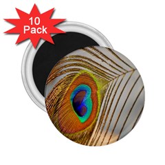 Peacock Feather Feather Bird 2 25  Magnets (10 Pack)  by Sapixe