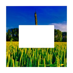 Different Grain Growth Field White Box Photo Frame 4  X 6  by Ravend